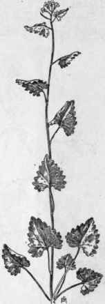 Fig. 134.   Garlic Mustard (Allaria officinalis). X 1/3.