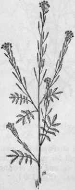 Fig. 137.   Green Tansy Mustard (Sisymbrium incisum, var. filipes). X 1/4.