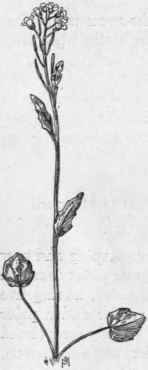 Fig. 140.  Bulbous Cress (Cardamine bul bosa). X 1/4.