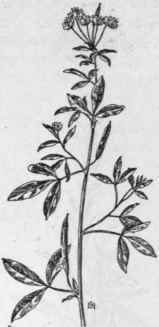 Fig. 141.   Clammy weed (Polanisia graveo lans). x 1/6.