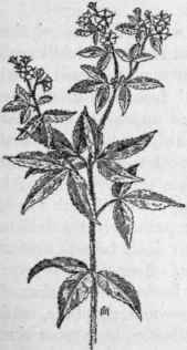 Fig. 148.   Rough Cinquefoil (Potentilla mon speliensis). X 1/3.