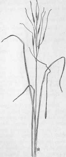 Fig. 15.   Porcupine grass (Stipa spartea). X 1/5.