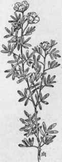 Fig. 150.   Shrubby Cinquefoil (Potentilla fruticosa).