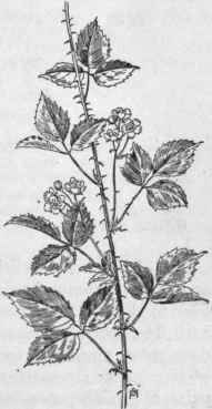 Fig. 153.   Wild Dewberry