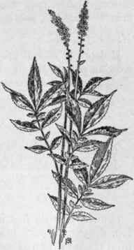 Fig. 154.  Tall Hairy Agrimony (Agrimonia gryposepala).