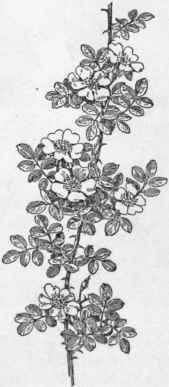 Fig. 155.   Sweet Brier (Rosa rubiginosa). X 1/4.