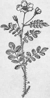 Fig. 156.  Prairie Wild Rose (Rosa arkansana). X 1/4.