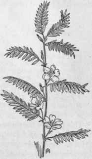 Fig. 158.   Partridge Pea (Cassia Chamoecrista). X 1/3.