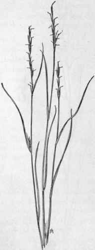 Fig. 16.   Poverty grass (Aristida dichotoyna). X 1/5.