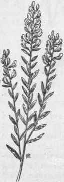 Fig. 160.  Dyer's Greenweed (Genista tinctoria).