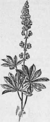 Fig. 161.   Wild Lupine (Lupinus perennis). X 1/4.