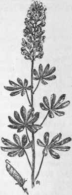 Fig. 162.   Nebraska Lupine (Lupinus plat tensis). X 1/4.