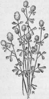 Fig. 163.   Rabbit foot Clover (Trifolium arvense). X1/3