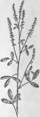 Fig. 165.  White Sweet clover (Melilo tus alba). X 1/3.