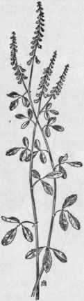 Fig. 166. Yellow Sweet clover (Meli lotus officinalis). X 1/3.