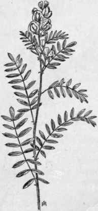 Fig. 170.   Hoary Pea (Tephrosia virginiana). X 1/4
