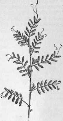 Fig. 176.   Common Vetch (Vicia sativa). X 1/4.