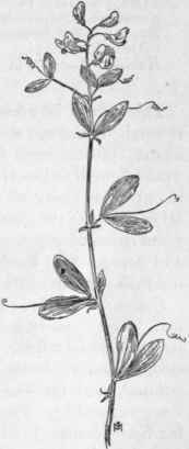 Fig. 178.  Tuberous Wild Pea (Lathyrus tubero sus). X 1/3.