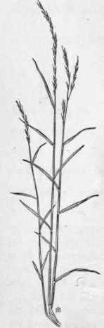 Fig. 18.   Nimble Will (Muhlenbergia Schreberi). X 1/5.
