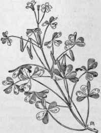 Fig. 180.   Yellow Wood Sorrel (Oxalis stricta). X 1/3.
