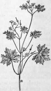 Fig. 181.   Small flowered Crane's bill (Geranium pusillum). X 1/2.