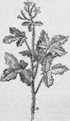Fig. 183.   Spurge Nettle (Jatropha stimulosa). X 1/4.