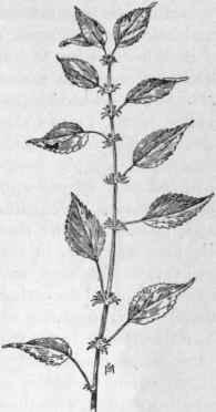 Fig. 185.  Three seeded Mercury (Acalypha virginica).