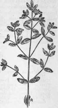 Fig. 186.   Upright Spotted Spurge (Euphorbia Preslii). X 1/2.