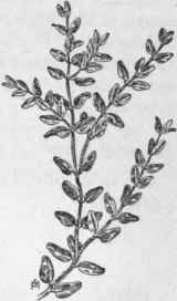 Fig. 187.  Spotted Spurge (Euphorbia macu lata). X1/2.