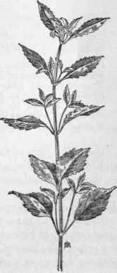 Fig. 188.   Toothed Spurge (Euphorbia dentata). X 1/4.