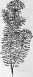 Fig. 190.   Cypress Spurge (Euphorbia Cyparis sias). X 1/3.