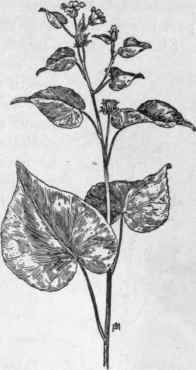 Fig. 193.   Indian Mallow (Abutilon Theophrasti). X 1/4