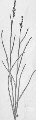 Fig. 20.  Sheathed Rush grass (Sporobolus vaginiflorus). X 1/5.