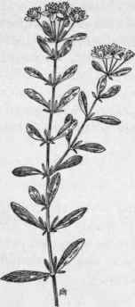 Fig. 200.   Shrubby St. John's wort (Hypericum prolificum). X 1/4