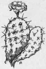 Fig. 202.  Prickly Pear (Opuntia Raphi nesquii). X 1/6.