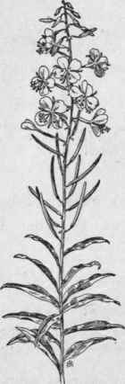 Fig. 205.   Great Willow herb (Epilobium angustifolium). X 1/4.