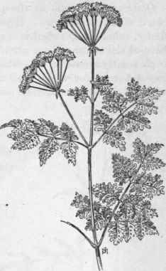 Fig. 209.   Poison Hemlock (Conium maculatum). X 1/4.