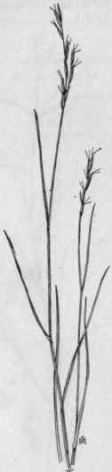 Fig. 22.  Wild Oat grass (Dantho nia spicata). X1/3.