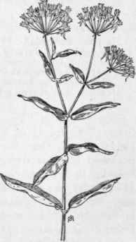 Fig. 220.  Butterfly Weed (Asclepias tuberosa). X 1/4.