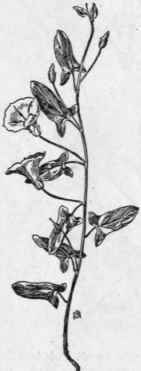 Fig. 224.  Field Bindweed (Convolvulus arvensis). X 1/3.