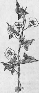 Fig. 225.  Hedge Bindweed (Convolvulus sepium). X 1/4.