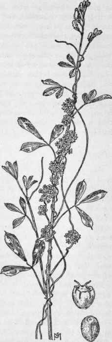 Fig. 226.   Clover Dodder (Cus cuta Epithymum). X 1/2. Capsule and seed very much enlarged.