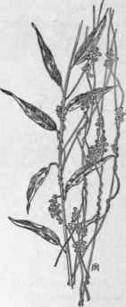 Fig. 227.   Common Dodder (Cuscuta Gro novii). X 1/4