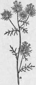 Fig. 228. Skunk weed (Navarretia squarrosa). X 1/4.