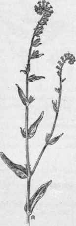Fig. 233.  Yellow Burweed (Amsinckia intermedia). X 1/4.