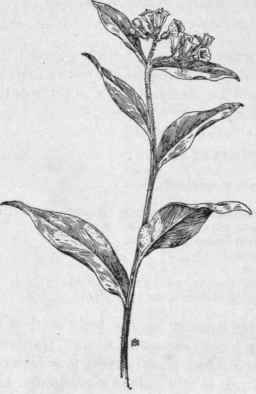 Fig. 234.   Comfrey (Symphytum officinale). X 1/4.