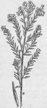 Fig. 237.  Viper's Bugloss (Echium vulgare). X 1/4.