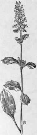 Fig. 239.  Creeping Bugleweed (Ajuga reptans).