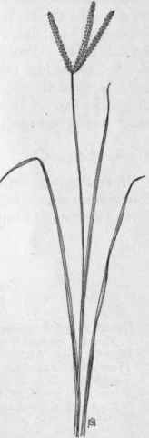 Fig. 24.   Goose grass (Eleusine indica). X 1/2.