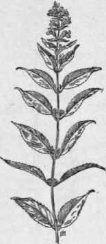 Fig. 240.   American Germander (Teucrium canadense). X 1/4.